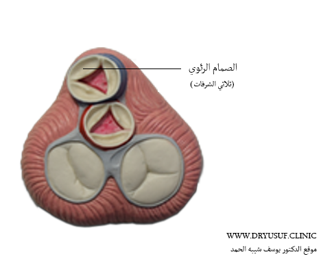 الصمام الرئوي