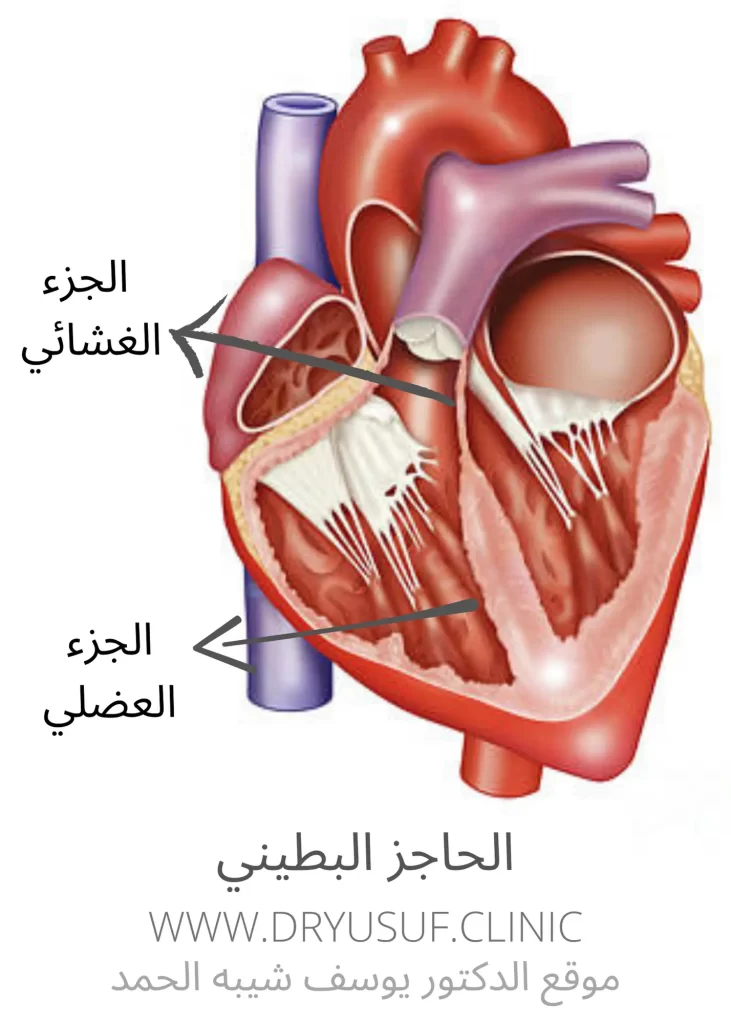 الحاجز البطيني